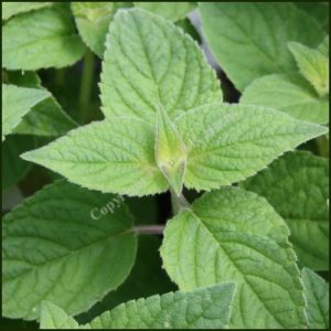 Sage, Honey Melon - Salvia elegans