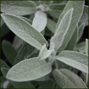 Sage 'Nazareth'