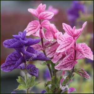 Sage, Painted - Salvia horminum