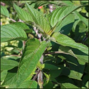 Sage, Pineapple - Salvia rutulans