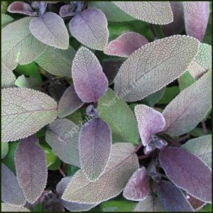 Sage, Purple - Salvia officinalis purpurascens