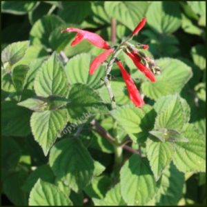 Sage, Tangerine - Salvia elegans