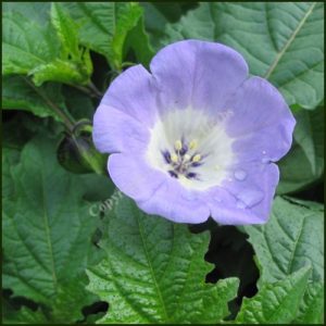 Shoo-Fly Plant - Apple of Peru -Nicandra physalodes