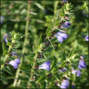 Skullcap - Scutellaria galericulata