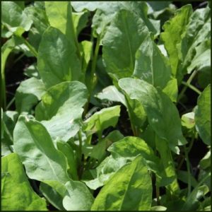 Sorrel - Rumex acetosa