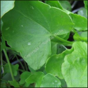 Sorrel - Buckler Leaved - Rumex scutatus