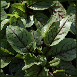 Sorrel, Red Veined - Rumex sanguineus