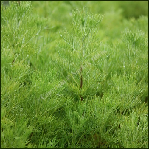 Southernwood - Artemisia abrotanum