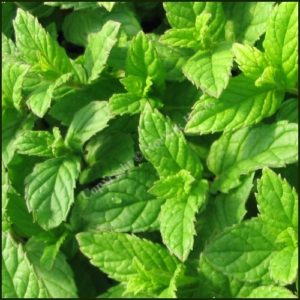 Mint, Spearmint aka Garden Mint - Mentha spicata