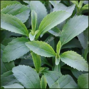 Stevia rebaudiana - Sugar Plant or Sweet Herb of Paraguay