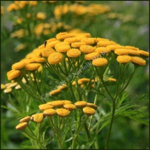 Tansy - Tanecetum vulgare