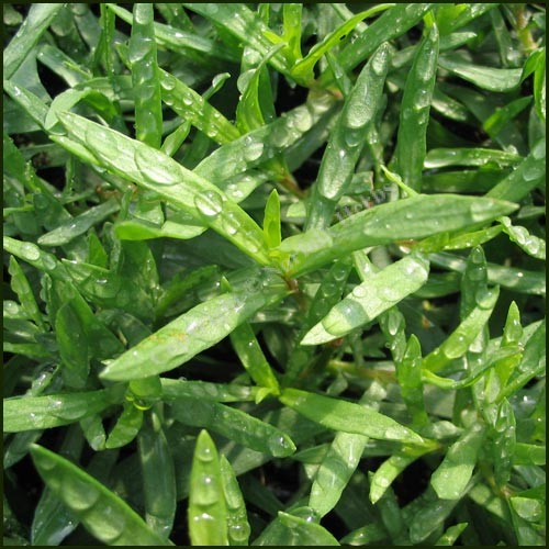 Tarragon, French - Artemisia dracunculus