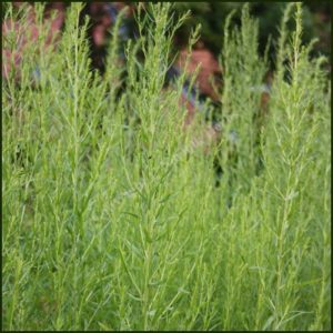 Tarragon, Russian - Artemisia dracunculoides