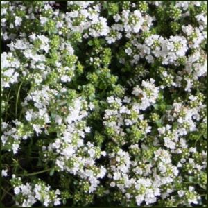 Thyme, White - Thymus serpyllum albus