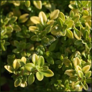 Thyme, Archers Gold - Thymus pulegioides