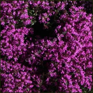 Thyme, Creeping Red - Coccineus group