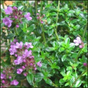 Thyme, Dillington - Thymus pulegioides