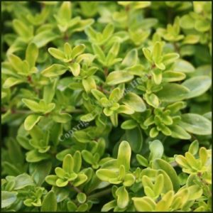 Thyme, Golden - Thymus pulegioides aureus