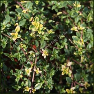 Thyme, Goldstream - Thymus serpyllum