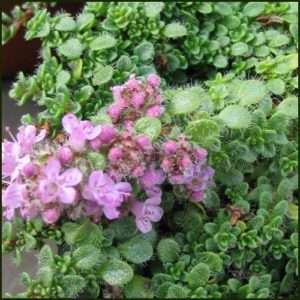 Thyme, Minor - Minimus - Thymus serpyllum minor