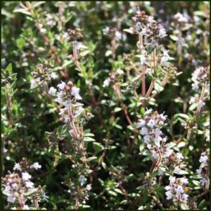 Thyme, Fragrant - Thymus fragrantissimus aka Orange Scented Thyme