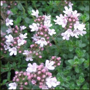 Thyme, Pink Chintz - Thymus serpyllum