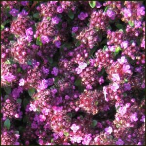 Thyme, Russetings - Thymus serpyllum