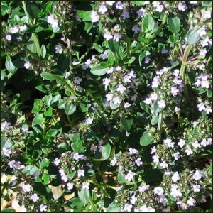 Thyme, Tabor -Thymus pulegioides