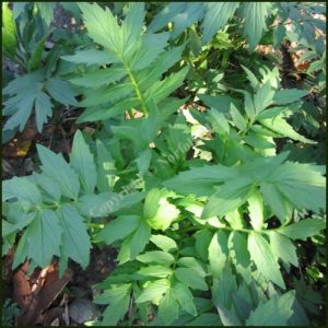 Valerian - Valeriana officinalis