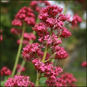 Valerian, Red - Centranthus ruber