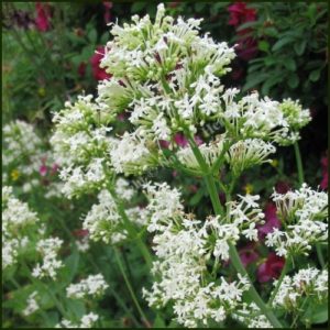 Valerian, White - Centranthus ruber alba