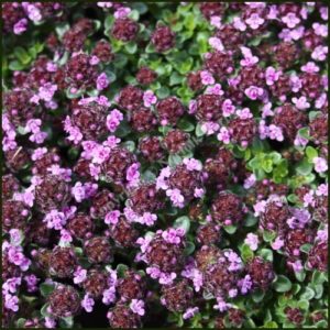 Thyme, Wine and Roses - Thymus caborn Wine and Roses