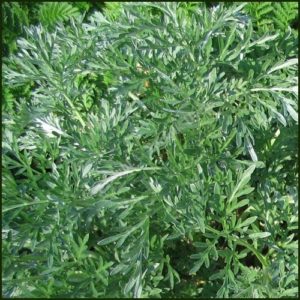 Wormwood - Artemisia absinthium