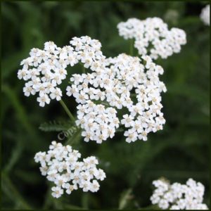 Yarrow - Achillea millefolium