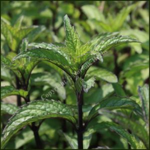 Mint, Thai - Mentha arvensis