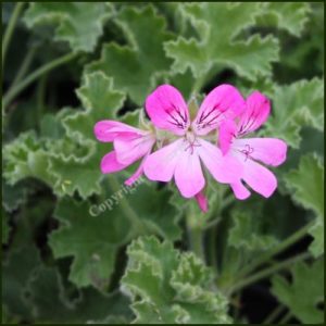 Scented Pelargonium Pink Capitatum