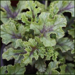 Scented Pelargonium - Geranium - Royal Oak