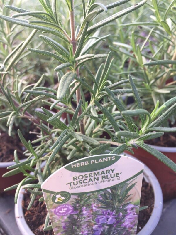 Rosemary Tuscan Blue - Salvia rosmarinus