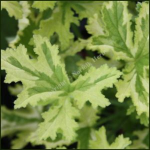 Scented Pelargonium - Geranium - 'Charity'