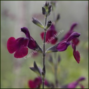 Salvia Nachtvlinder - Salvia jamensis