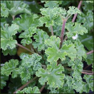 Scented Pelargonium - Geranium - 'Old Spice'