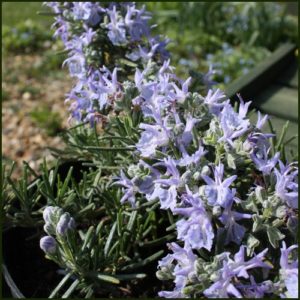 Rosemary Prostrate - Salvia rosmarinus Prostratus Group