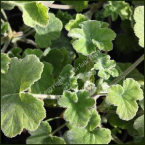 Scented Pelargonium - Geranium - 'Tomentosum'