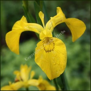 yellow flag iris