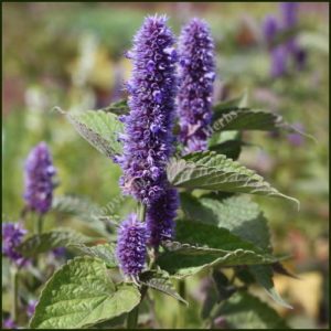 Anise Hyssop - Agastache foeniculum