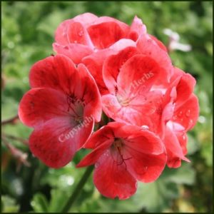 Scented Pelargonium - Geranium - Paton's Unique from Norfolk Herbs