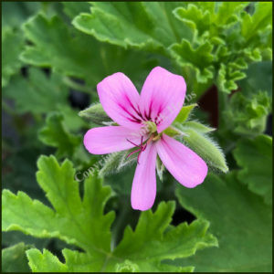 Scented Pelargonium Little Gem