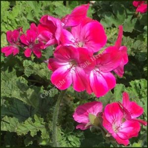 pelargonium brilliant