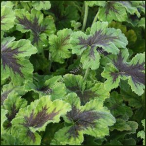 pelargonium-chocolate-peppermint