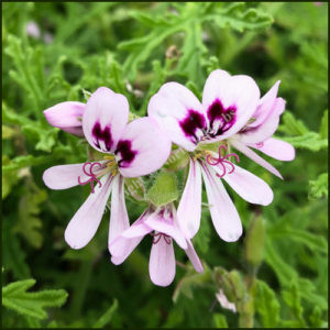 Scented Pelargonium Radens